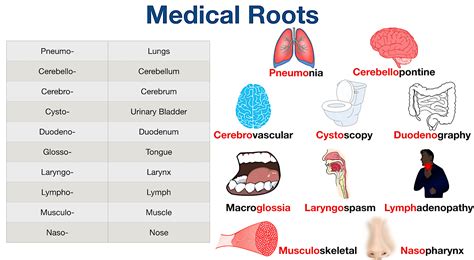 what is an example of a root word in medical terminology