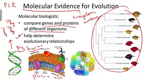 what is an example of molecular biology in evolution