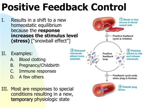 what is an example of positive feedback in the human body
