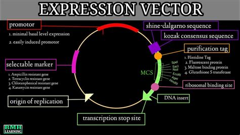 what is an expression vector