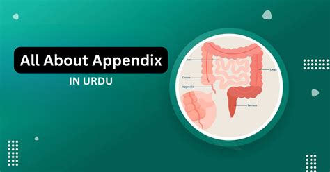 what is appendix called in urdu