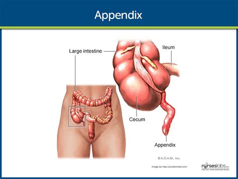what is appendix called in usa