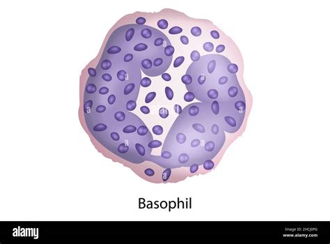 what is basophils abs in blood work