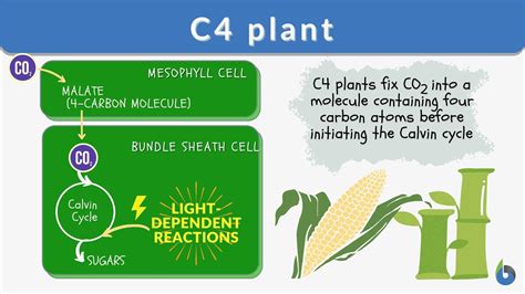 what is c4 plant definition