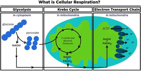 what is cellular oxidation