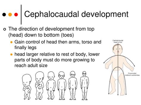 what is cephalocaudal pattern of development