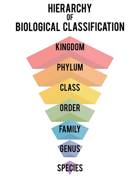 what is classification in biology class 9