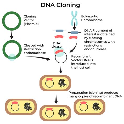 what is cloning in biotechnology