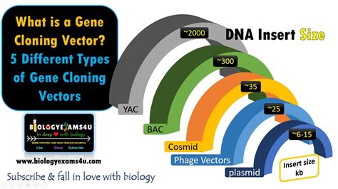what is cloning vector and its types