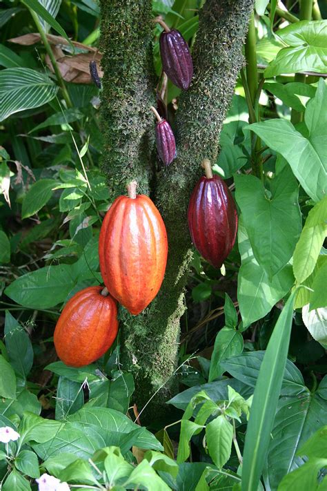 what is cocoapods used for