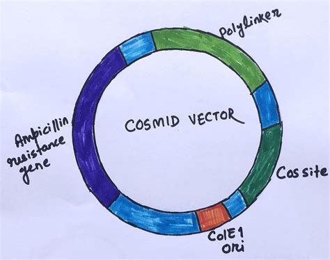 what is cosmid vector in biotechnology
