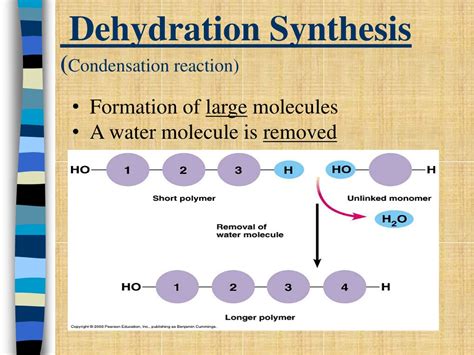 what is dehydration synthesis