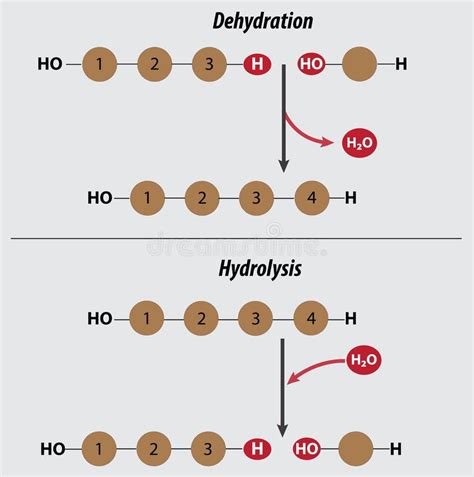 what is dehydration synthesis and hydrolysis