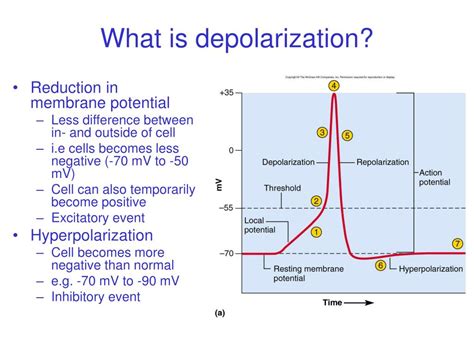 what is depolarization and repolarization