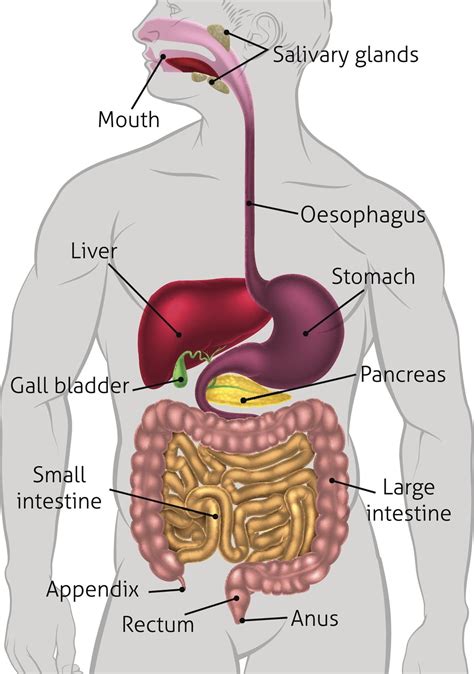 what is digestive system diagram
