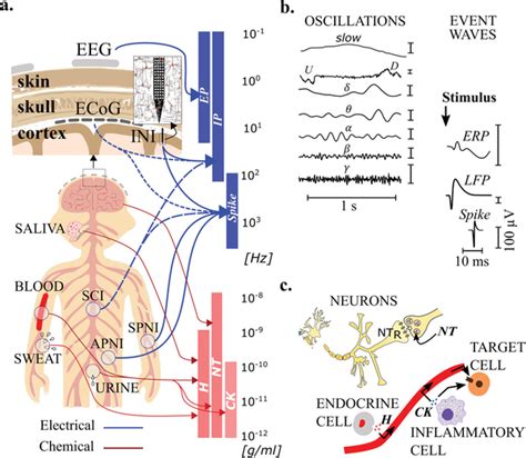 what is electrical signal in brain