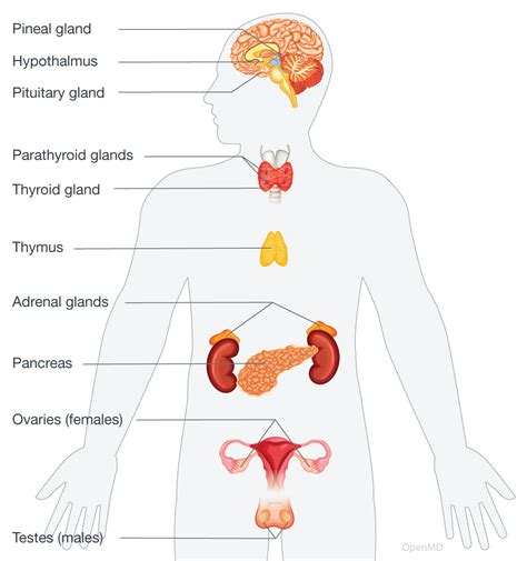 what is endocrine system pdf