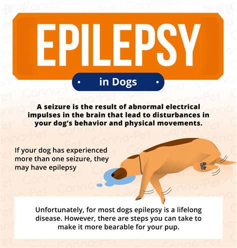 what is epilepsy in dogs
