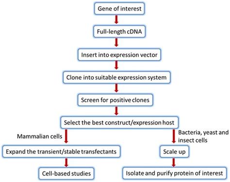what is expression system