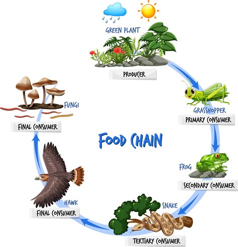 what is food chain with example and diagram