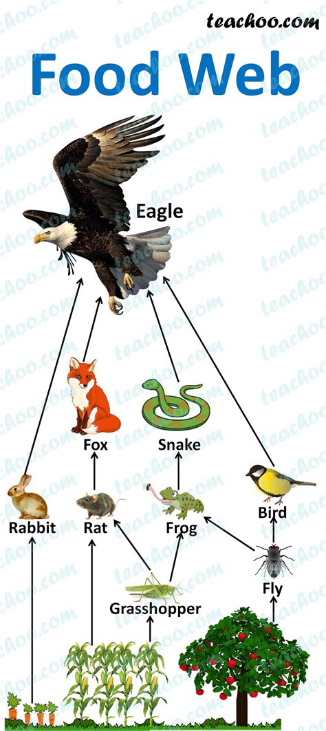 what is food web explain with example class 10