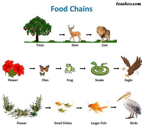 what is food web explain with example class 12
