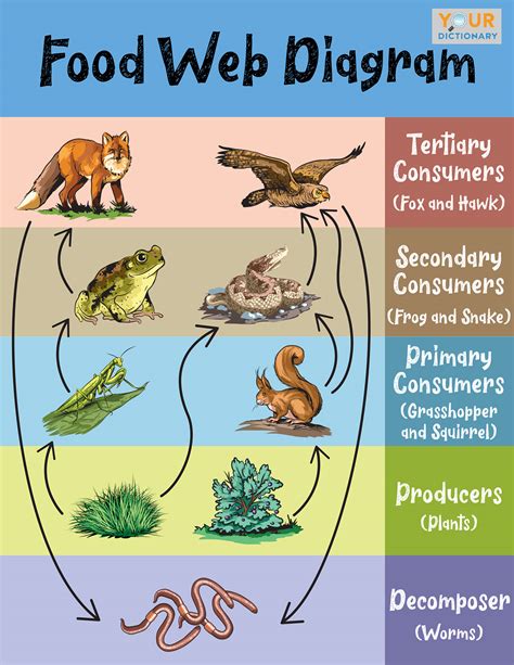 what is food web explain with example pdf