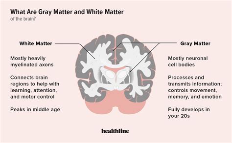 what is gray matter in the brain composed of