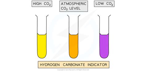 what is hydrogen carbonate indicator solution