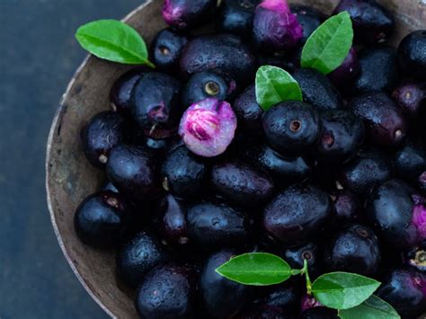 what is java plum good for