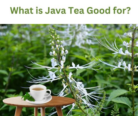 what is java tea
