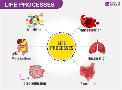 what is life process in simple words