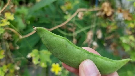 what is lima beans in tagalog