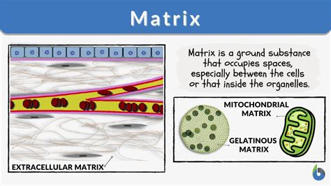 what is matrix in biology class 9