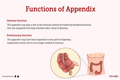 what is means of appendix