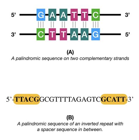 what is meant by palindromic sequence