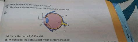 what is meant by persistence of an image