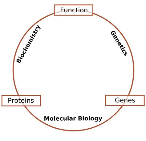 what is molecular biology in simple words