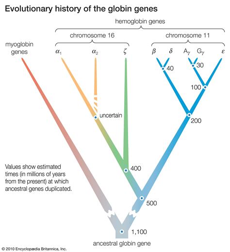 what is molecular evolution