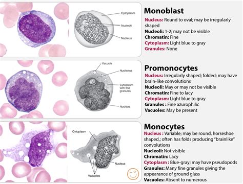 what is monocytes relative in bloodwork