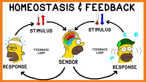 what is negative feedback in homeostasis