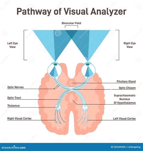 what is optical pathway