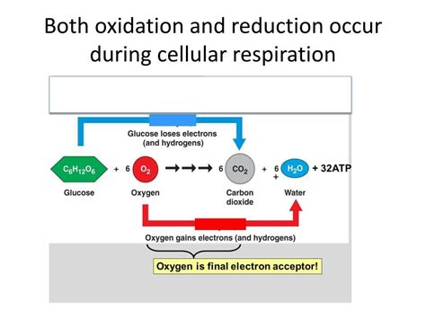 what is oxidation in cellular respiration