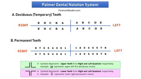 what is palmer notation system