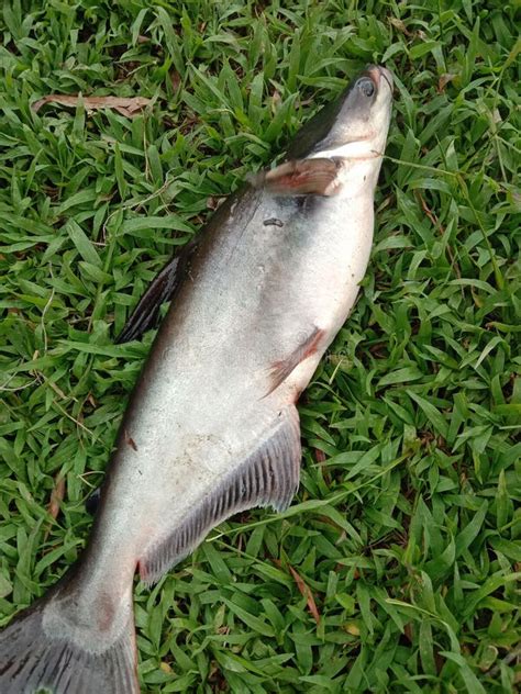 what is patin fish