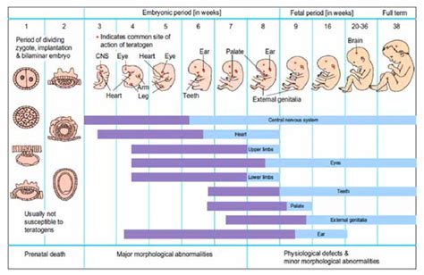 what is period of development