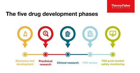 what is phase of development