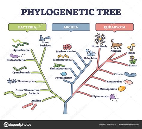 what is phylogenetic classification