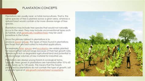 what is plantation activity