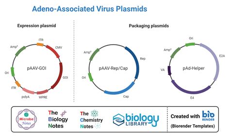 what is plasmid vector in biotechnology